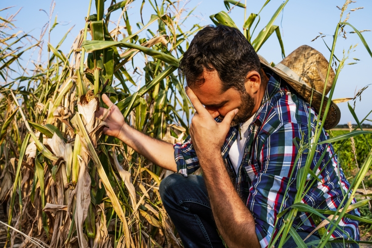 Publicadas medidas urgentes en materia agraria y de aguas para responder a la sequía y al agravamiento del sector primario