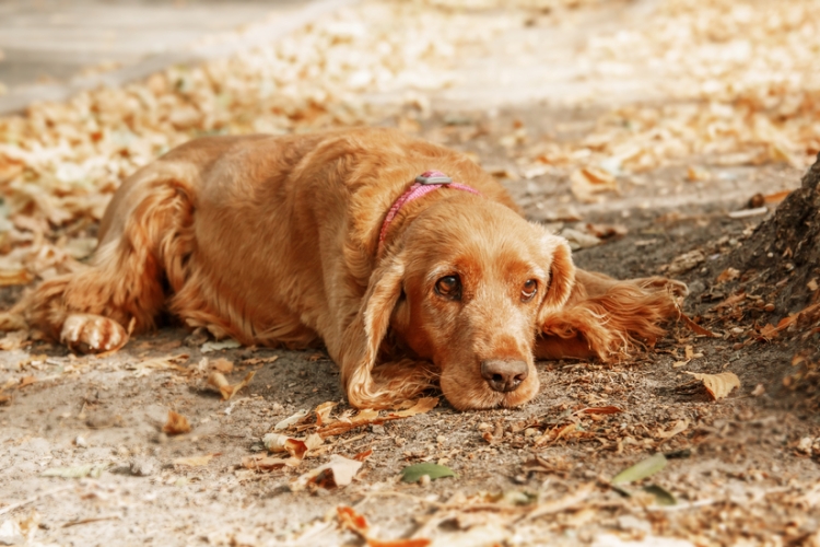 Condenado a 12 meses de prisión por maltrato animal el dueño de un perro al borde de la inanición