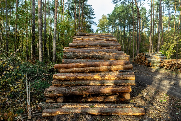 La DGT aclara si es deducible en IRPF la pérdida de peso que se produce entre la tala y la venta de madera