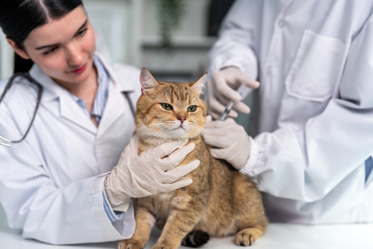 Publicado nuevo real decreto que actualiza la normativa de medicamentos veterinarios
