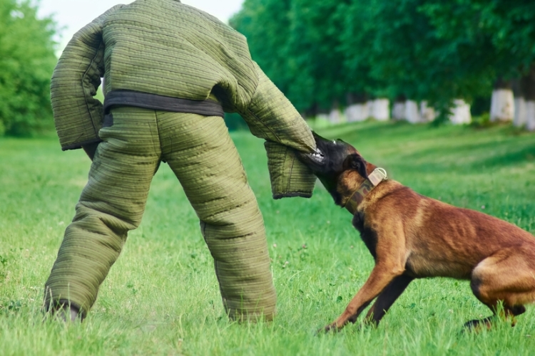 El TS refuerza la responsabilidad objetiva del dueño ante ataques de perros, limitando la concurrencia de culpa de la víctima