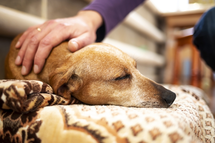 Despido improcedente por urgencia veterinaria según TI Barcelona
