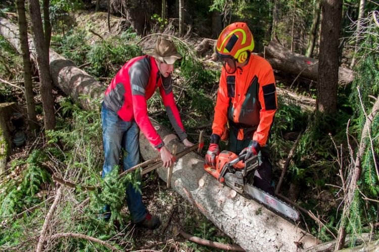 El INSST publica directrices para agentes forestales