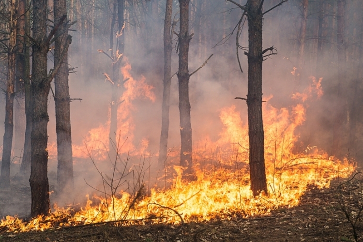 El Gobierno suspende los plazos procesales en lugares afectados por los incendios e introduce medidas laborales urgentes