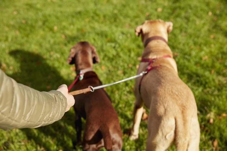 Responsabilidad civil y seguro por daños causados por animales